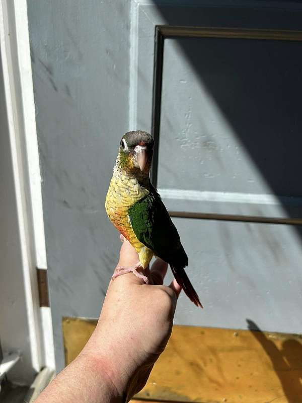 green-cheek-conure-for-sale