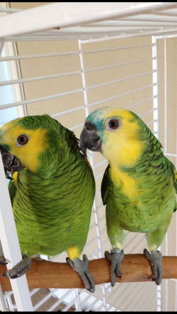 amazon-parrot-for-sale-in-huntington-park-ca