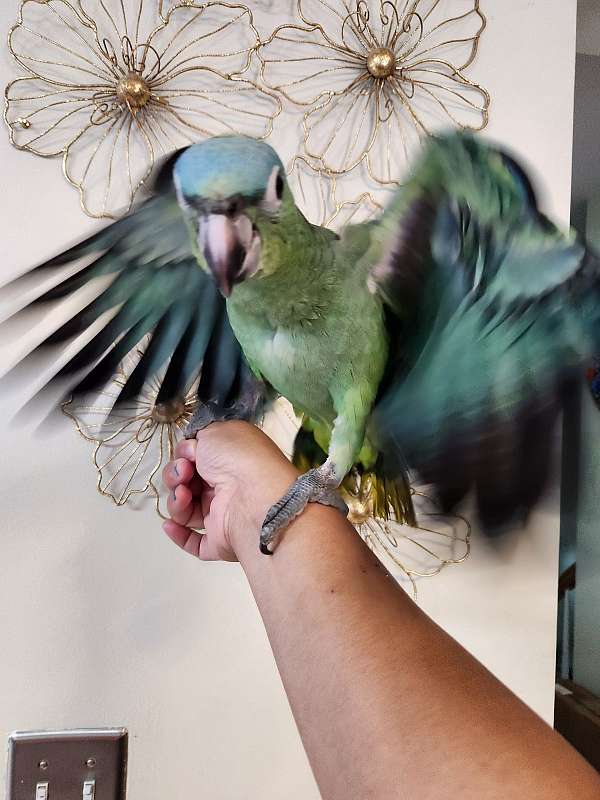 amazon-parrot-for-sale-in-hazleton-pa