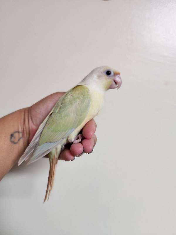 handfed-bird-for-sale-in-hazleton-pa