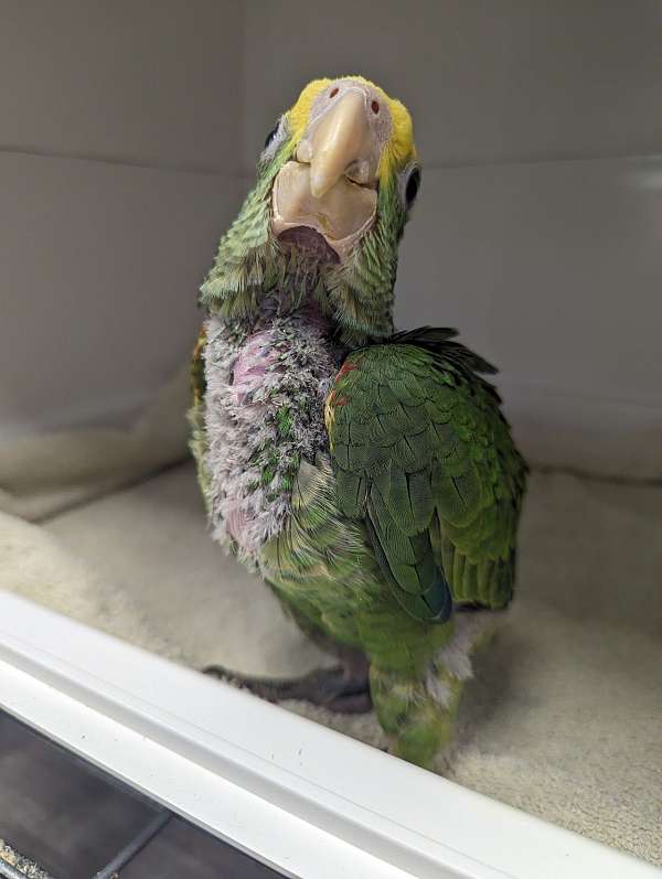 double-yellow-head-amazon-parrot-for-sale