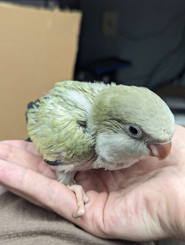 quaker-parrots-for-sale