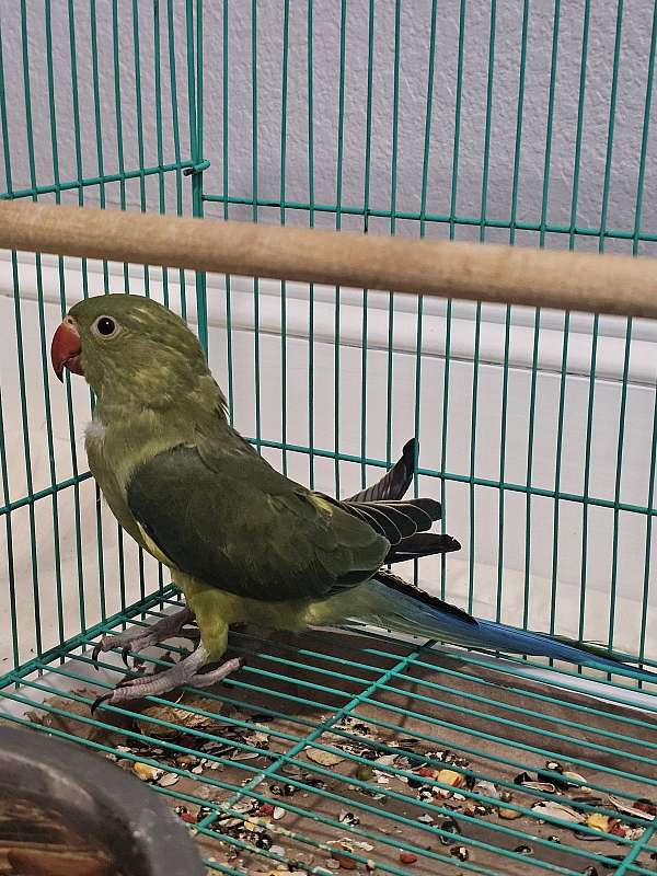 ringneck-parakeet-for-sale