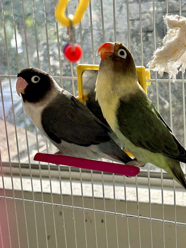 lovebird-for-sale