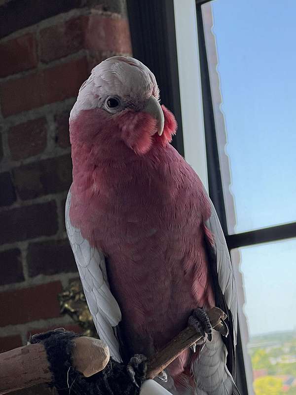 rose-breasted-cockatoo-for-sale-in-frontenac-mo