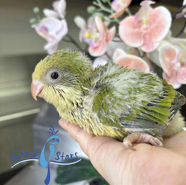 quaker-parrots-for-sale