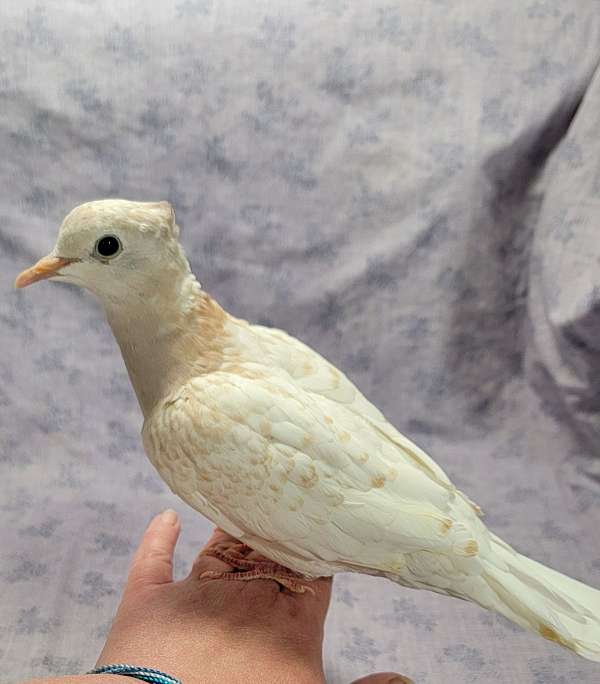 albino-dove-for-sale