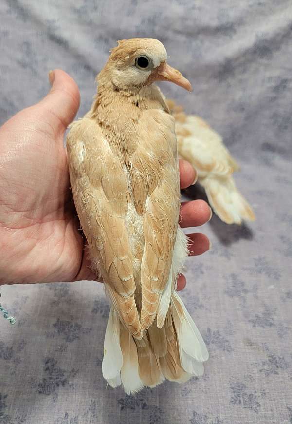 pearl-dove-for-sale