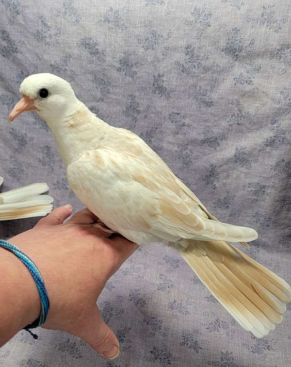 pied-dove-for-sale