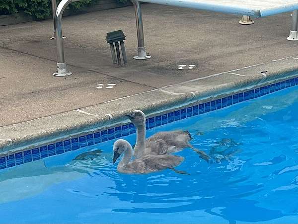 swan-for-sale-in-michigan