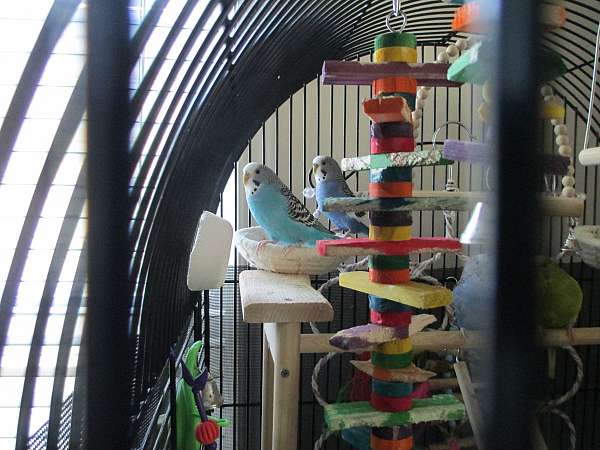 budgerigar-parakeet-for-sale-in-stony-point-nc