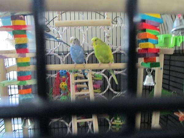 blue-yellow-bird-for-sale-in-stony-point-nc