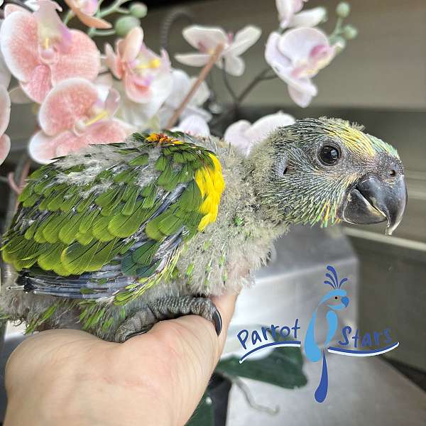 blue-front-amazon-parrot-for-sale