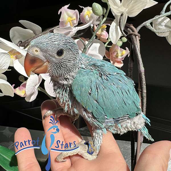 ringneck-parakeet-for-sale