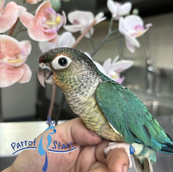 green-cheek-conure-for-sale