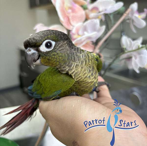 green-cheek-conure-for-sale