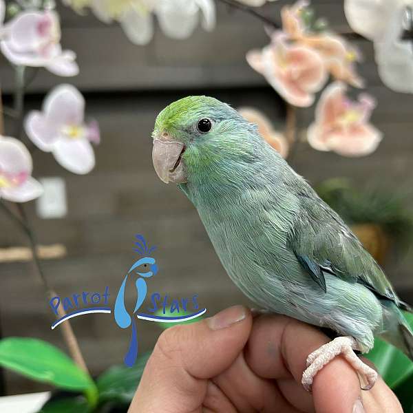 pacific-parrotlet-for-sale