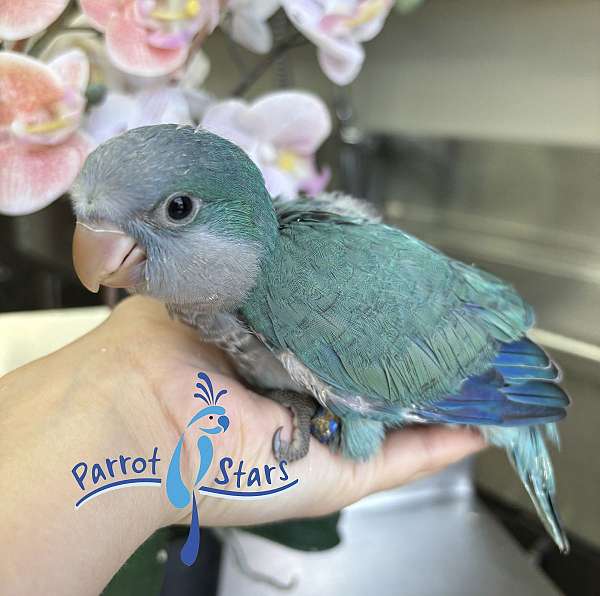 quaker-parrots-for-sale