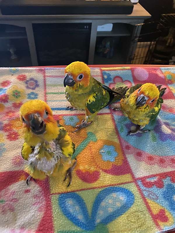 sun-conure-for-sale