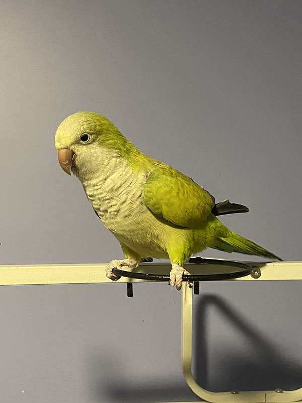 green-opaline-bird-for-sale-in-ottawa-il