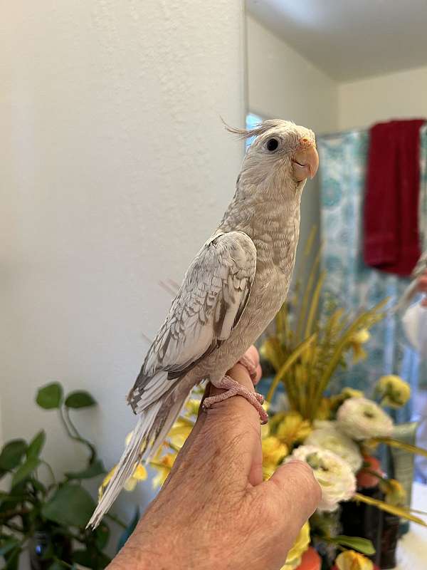 cockatiel-for-sale