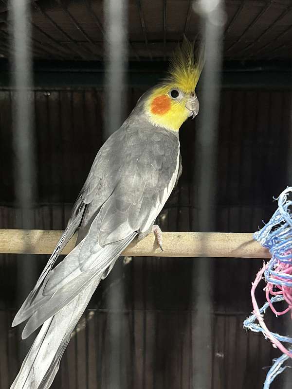 male-bird-for-sale-in-waterbury-ct