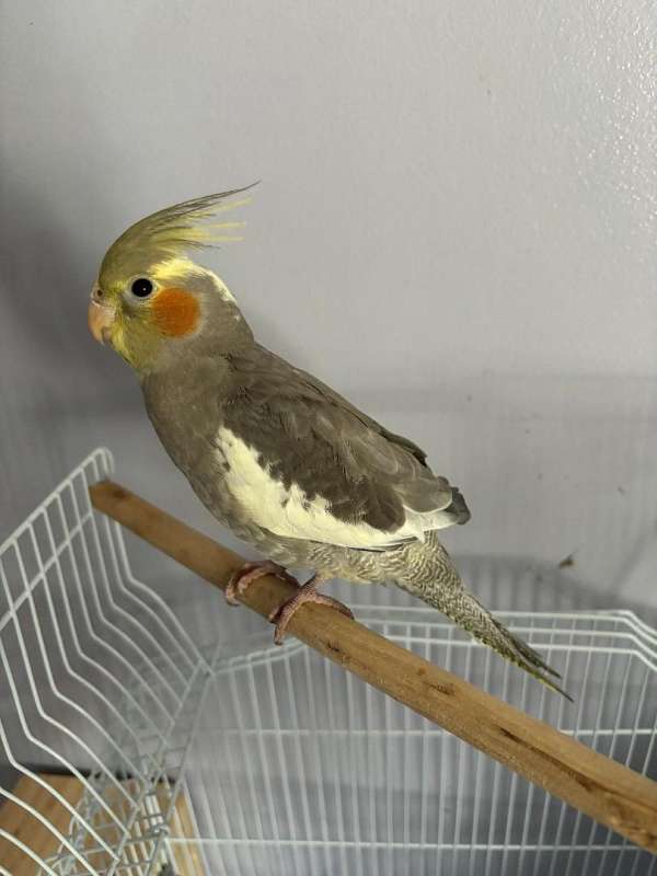 companion-bird-for-sale-in-waterbury-ct