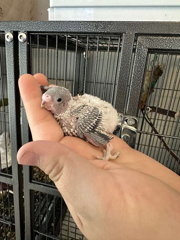 parakeet-for-sale