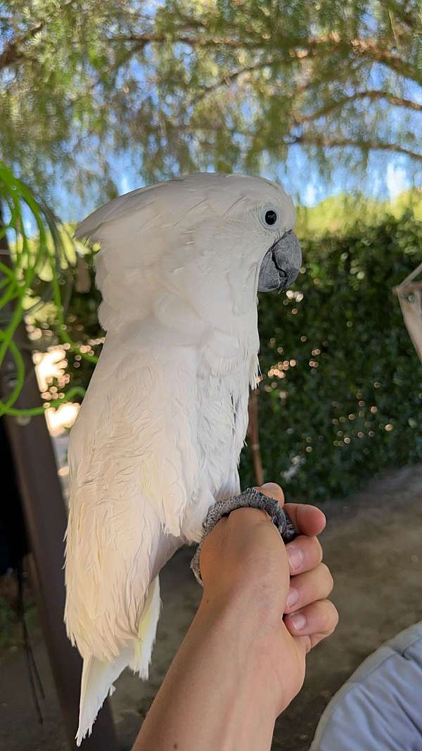 umbrella-cockatoo-for-sale-in-temecula-ca