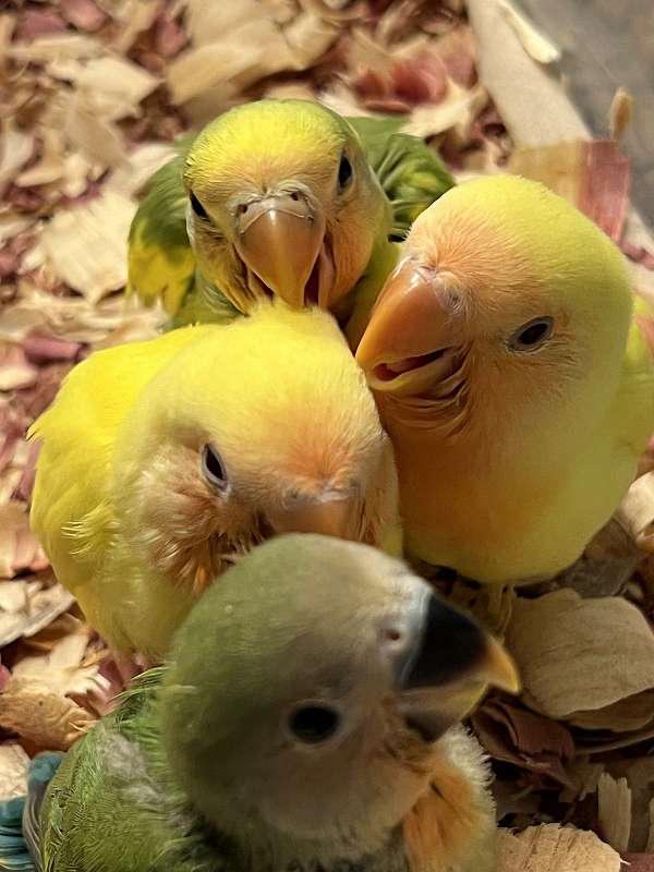 peach-faced-lovebird-for-sale