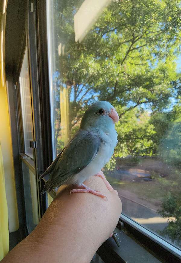 pacific-parrotlet-for-sale