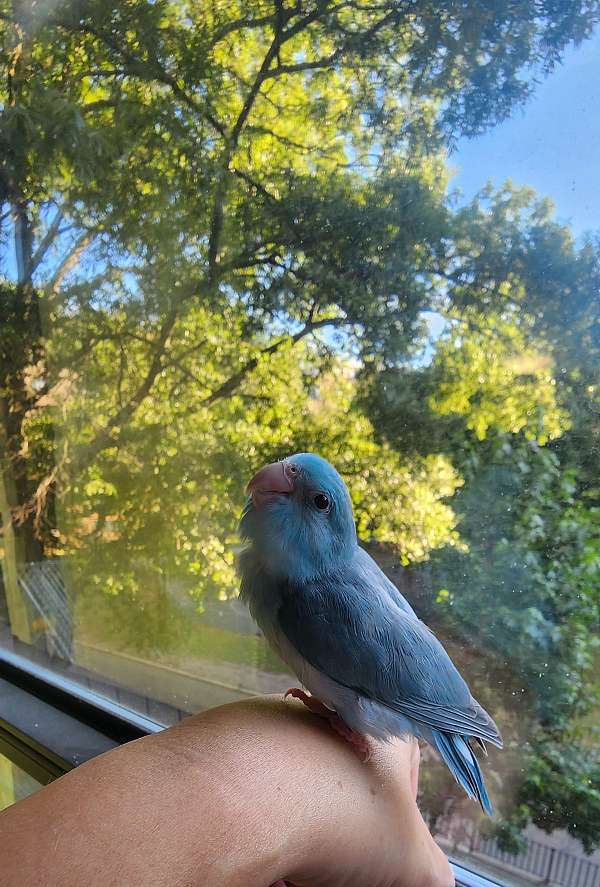 pacific-parrotlet-for-sale