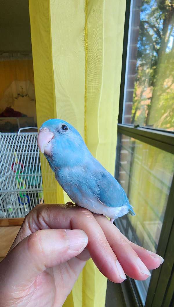 cute-handfed-bird-for-sale-in-brooklyn-ny