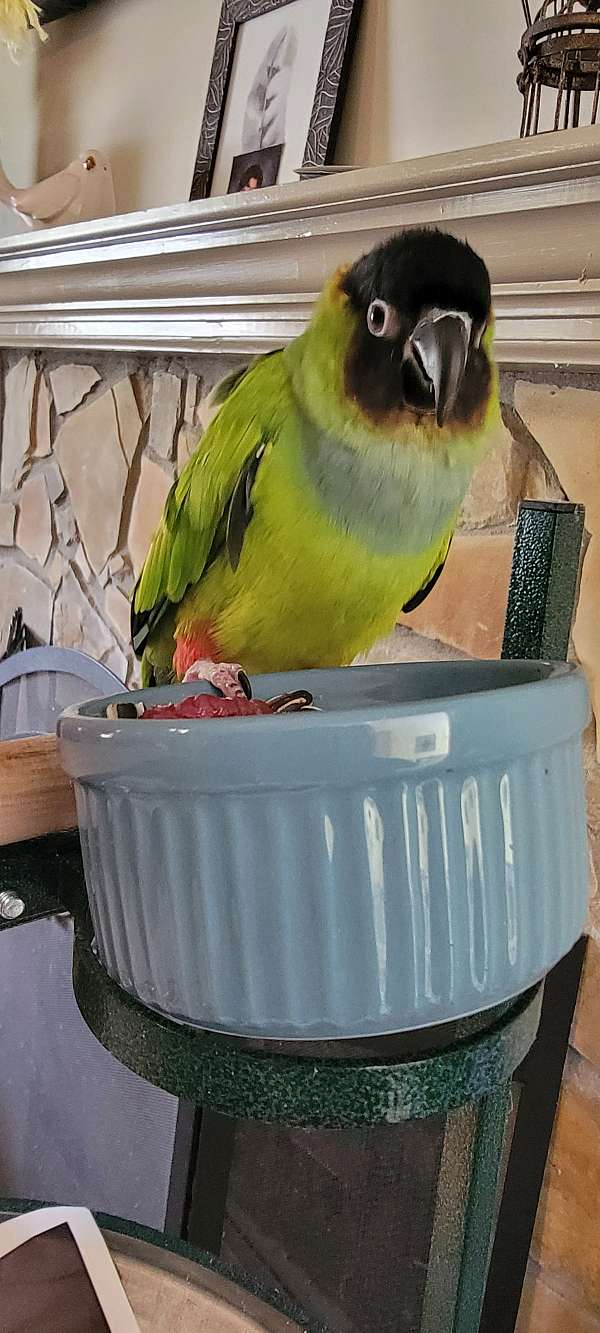 nanday-conure-for-sale-in-locust-grove-ga