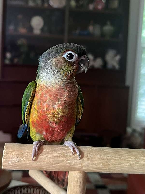 conure-for-sale