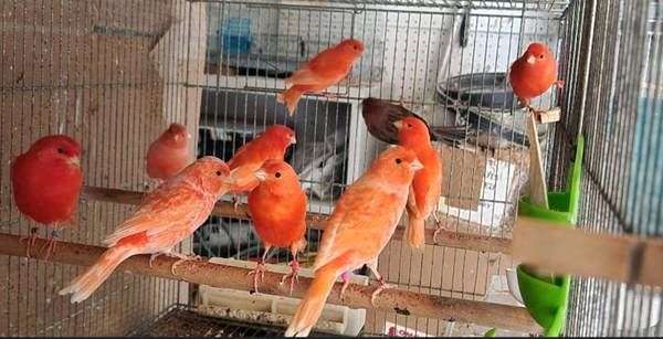 canary-red-factor-canary-for-sale-in-potomac-md