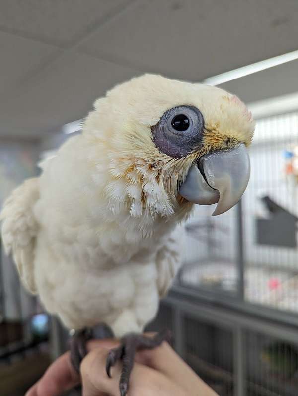 goffin-cockatoo-for-sale