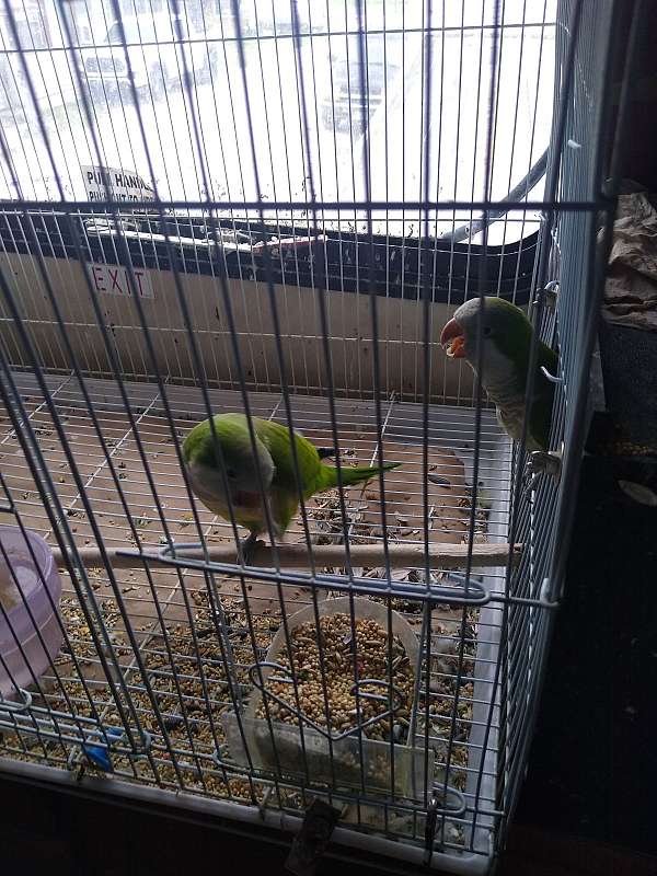 quaker-parrots-for-sale