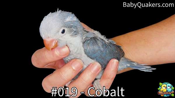 cobalt-white-companion-bird-for-sale