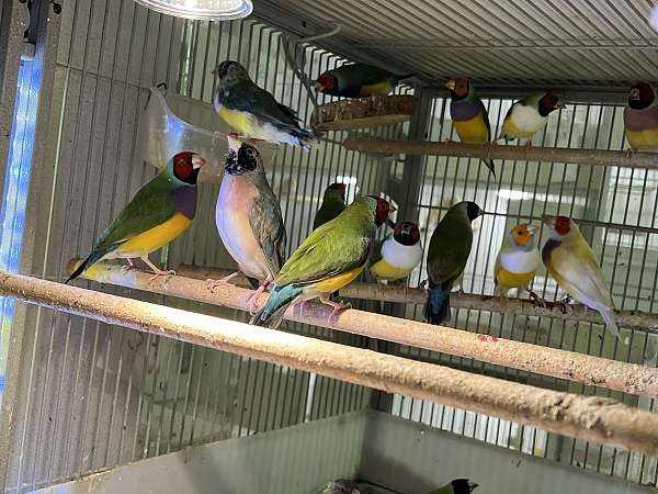 adult-bird-for-sale-in-east-windsor-nj