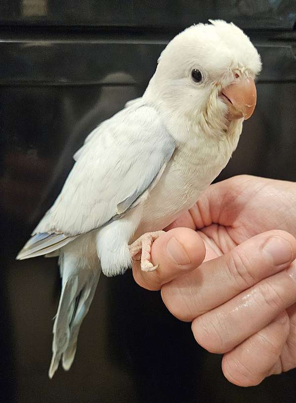 opaline-bird-for-sale-in-lancaster-oh