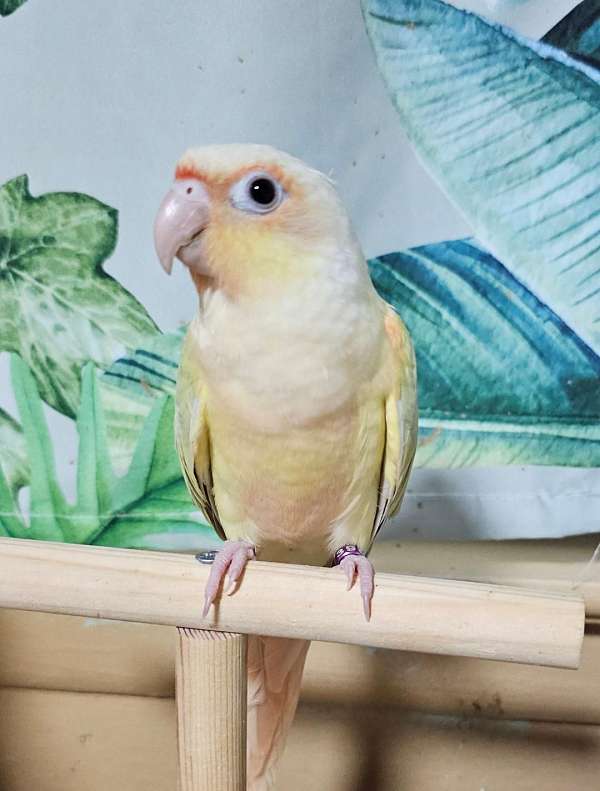 green-cheek-conure-for-sale