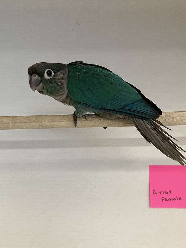 green-cheek-conure-for-sale