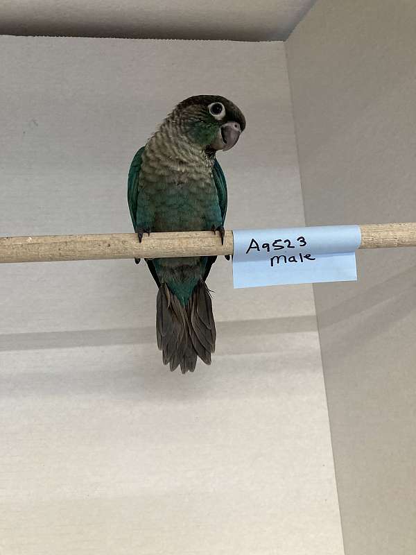 green-cheek-conure-for-sale