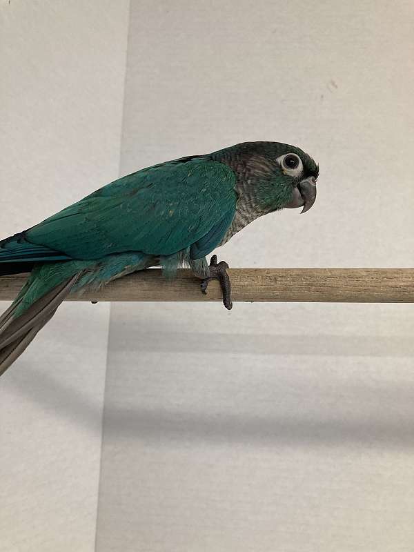 green-cheek-conure-for-sale