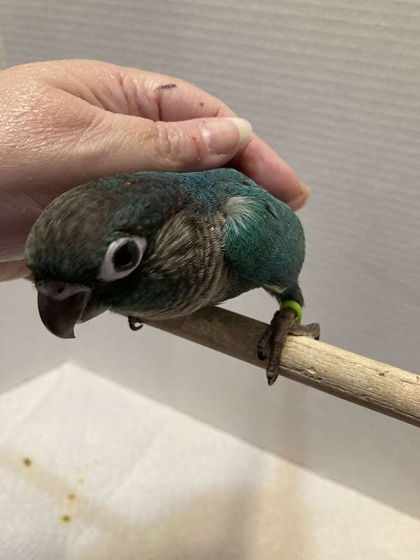 green-cheek-conure-for-sale