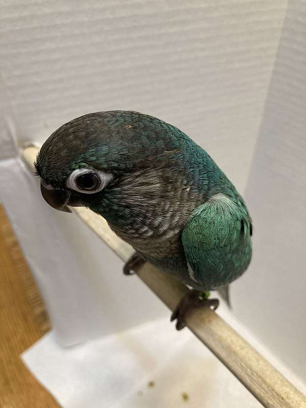 blue-green-cheek-conure-for-sale