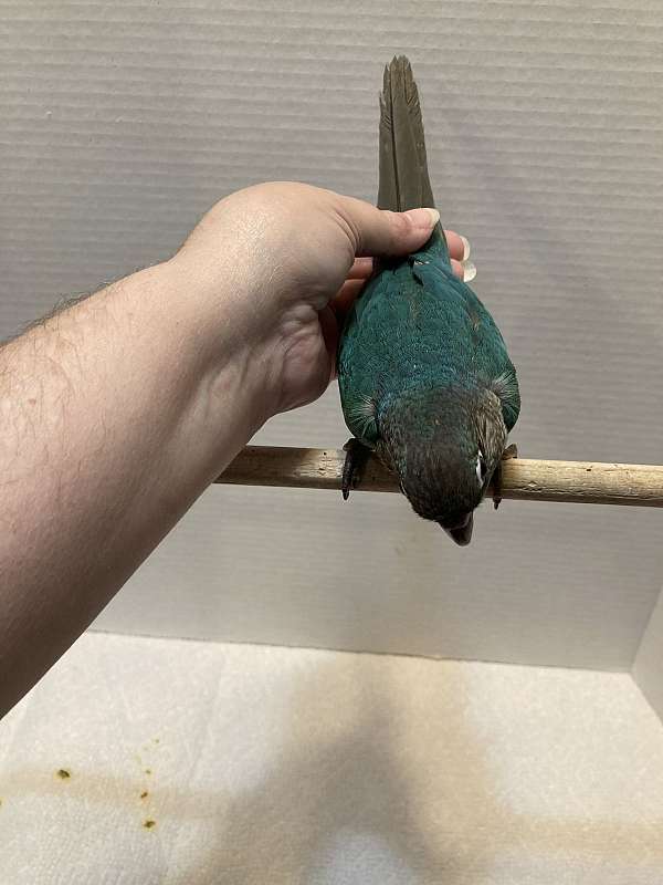 blue-bird-for-sale