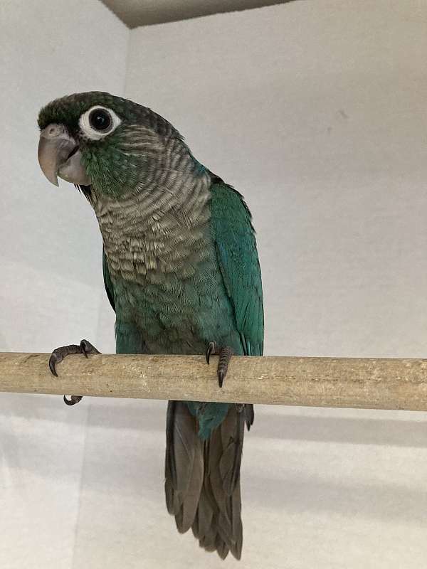 green-cheek-conure-for-sale