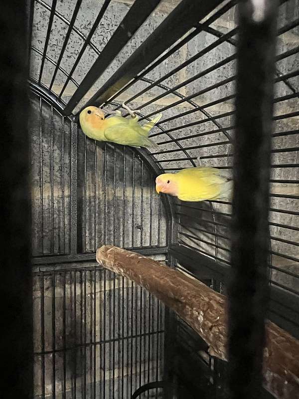 lovebird-for-sale-in-union-nj